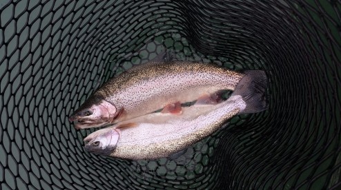Fishing Report August 20, 2017