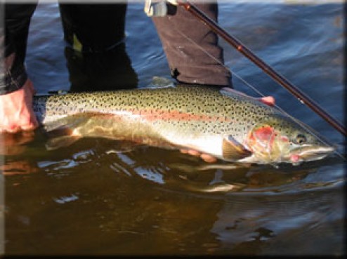 Alaska Steelhead Fishing