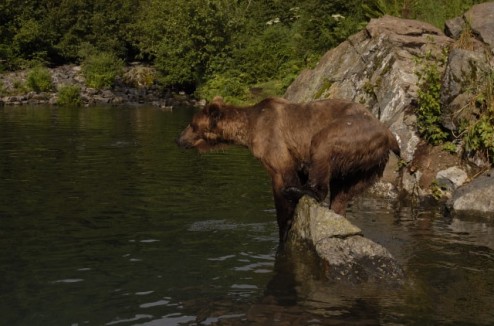Alaska Fly Out: Wolverine Creek