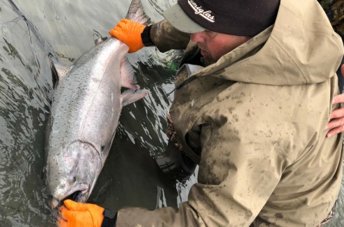 Kenai River King Salmon: The World’s Largest