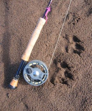 Fishing rod and wolf prints in sand at Bachatna Creek during Alaska fly out fishing trip